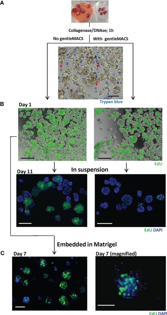 Figure 2