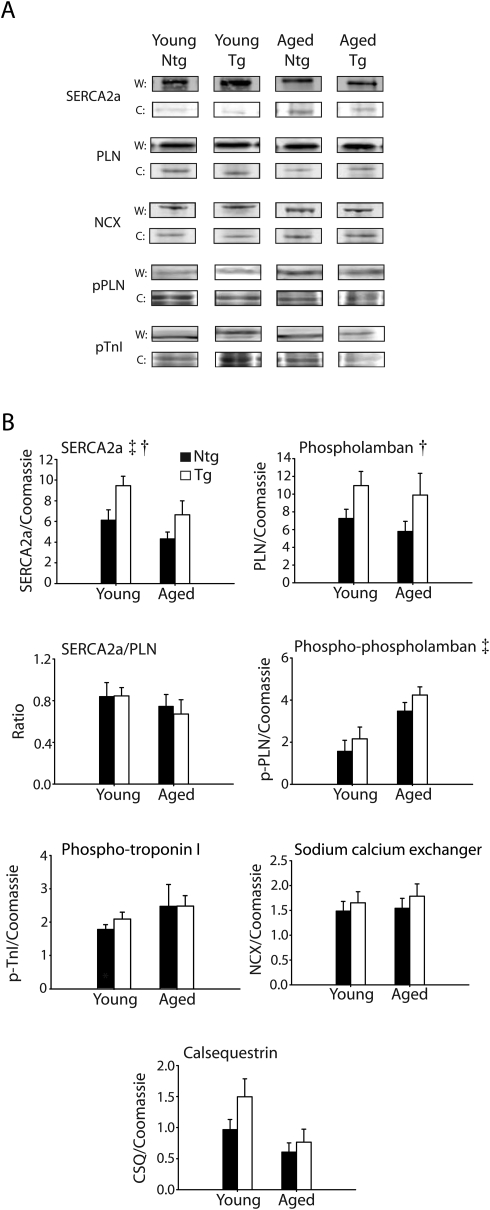 Figure 6