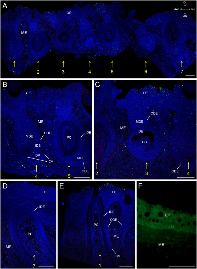 Fig 4