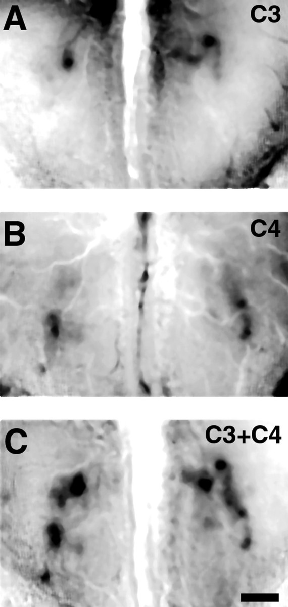 Fig. 7.