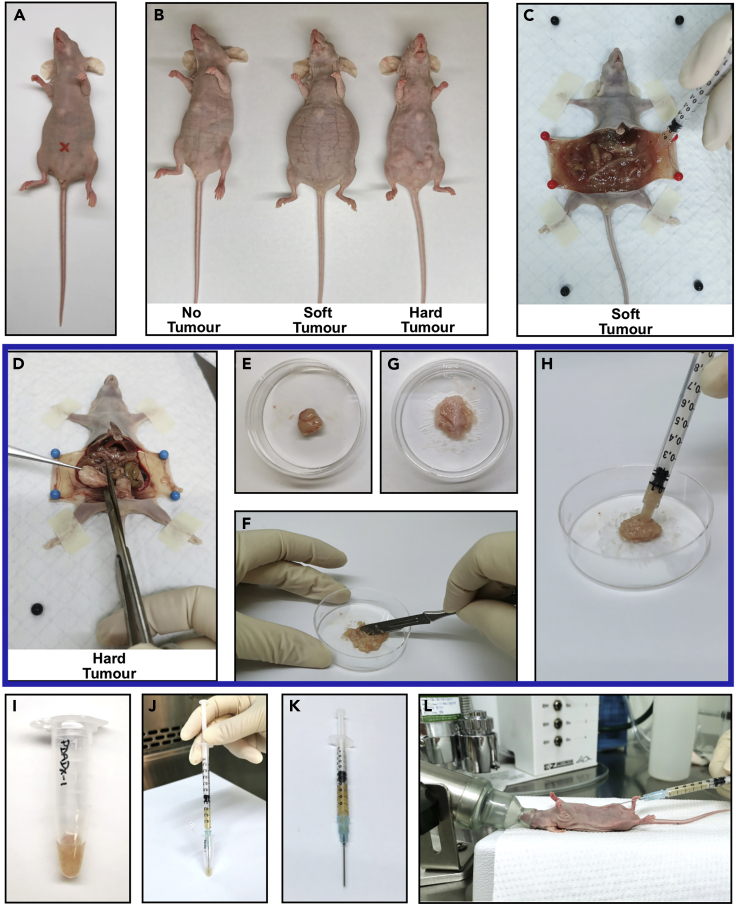 Figure 3