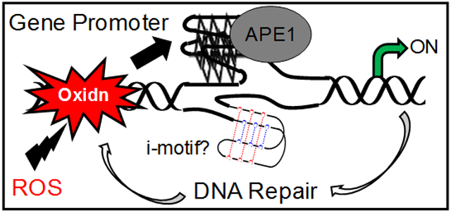 graphic file with name nihms-1067547-f0001.jpg