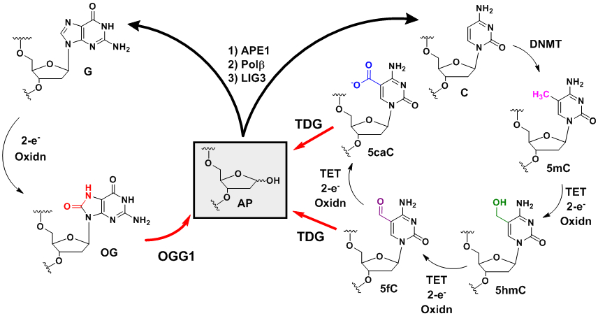 Figure 12.