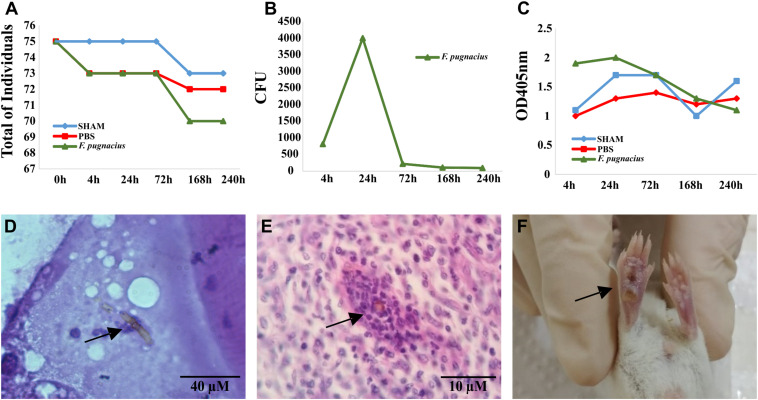 FIGURE 4