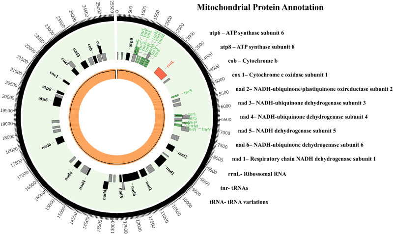 FIGURE 2