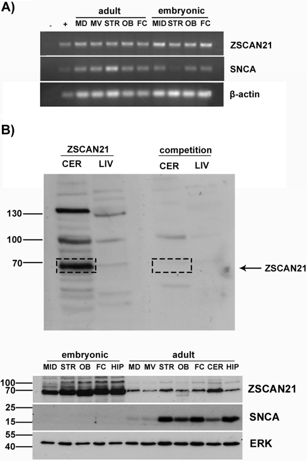 FIGURE 1.