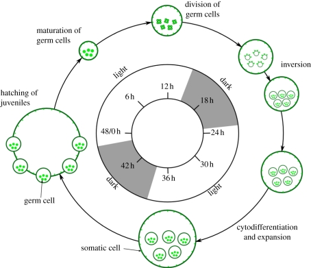 Figure 3.