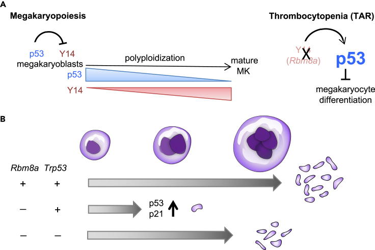 Figure 7