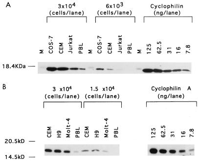 FIG. 5