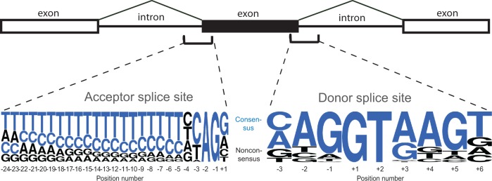 Fig. 1.—