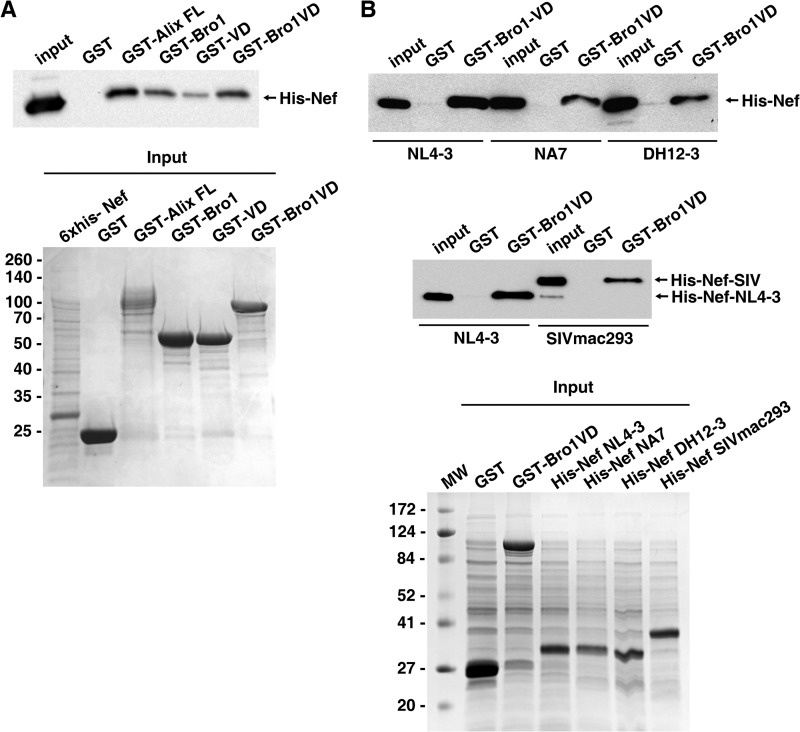 FIGURE 2.