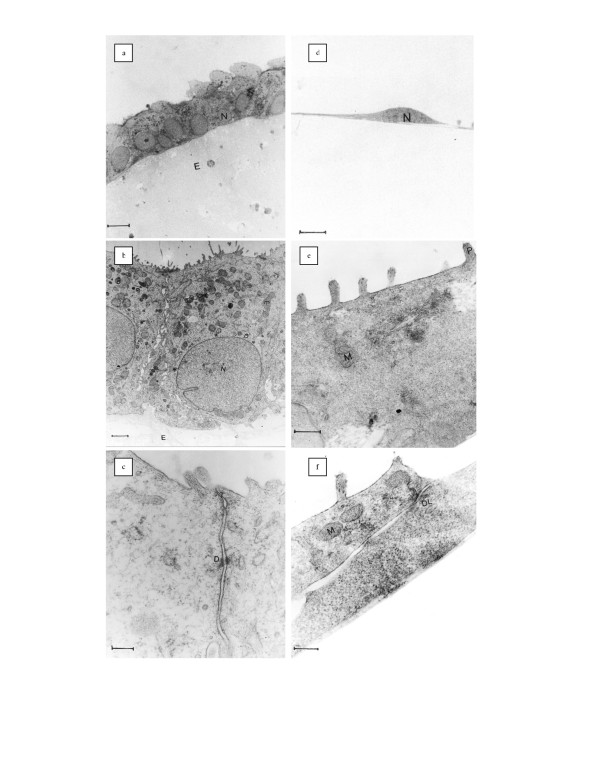 A comparison of polarized and non-polarized human endometrial monolayer ...