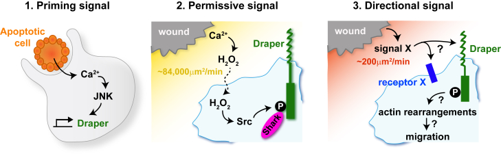 Figure 5