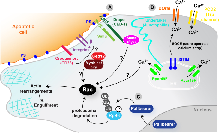 Figure 3