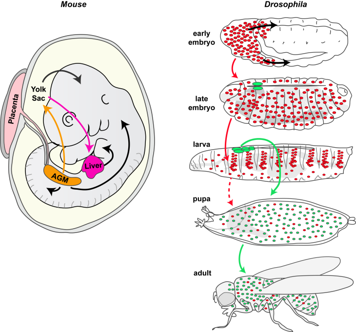 Figure 1