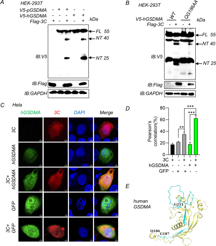 Analyses of human GSDMA include Western blots depicting protein expression and cleavage, fluorescence microscopy of HeLa cells, bar graph of Pearson's correlation for colocalization, and structural model of human GSDMA.