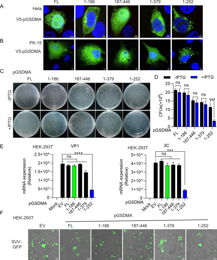 Analyses of V5-pGSDMA and its fragments in HeLa and PK-15 cells using fluorescence microscopy, bacterial colony growth with and without IPTG, mRNA expression levels in HEK-293T cells, and SVV-GFP infection in HEK-293T cells.