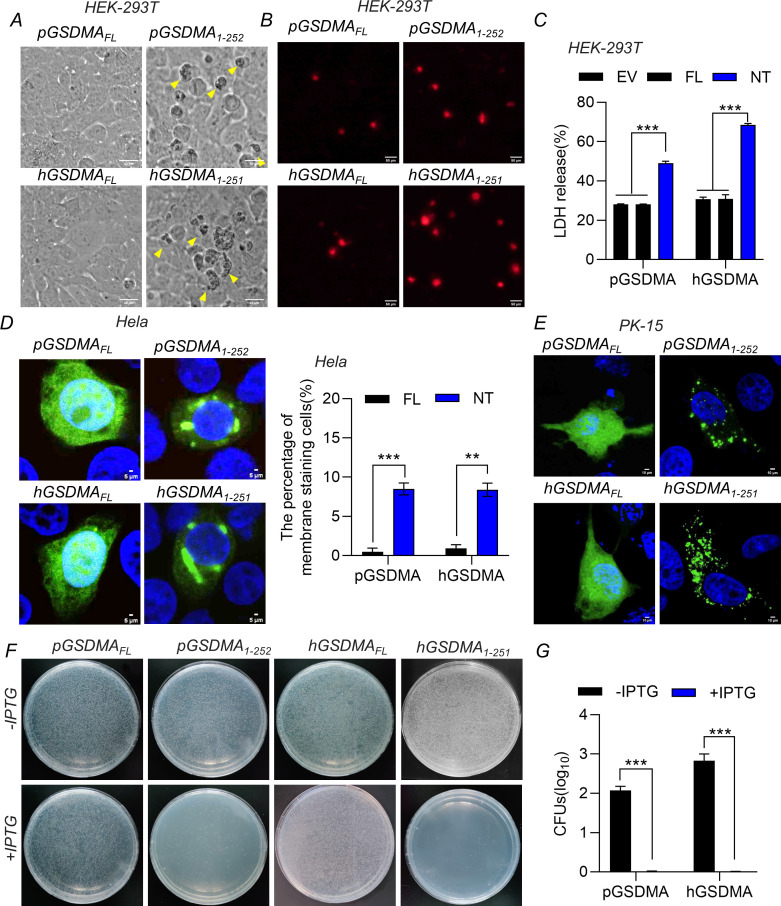 Microscopic and graphical analyses of cell samples indicate differences in cell morphology, membrane integrity, and LDH release between pGSDA and hGSDMA in various conditions, with specific effects of IPTG induction in bacterial colony growth.