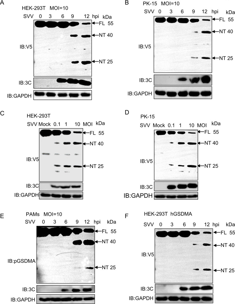 Western blot analysis of cell lysates from different cell lines infected with SVV at various time points and MOIs highlights the expression levels of specific proteins (V5, 3C, and GAPDH) and their fragments (FL and NT) across conditions.