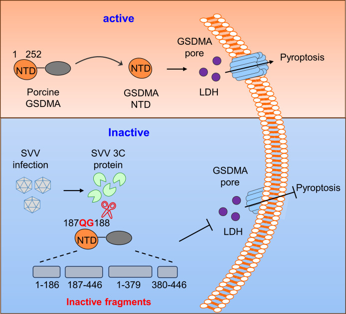 Activation and inactivation mechanisms of porcine GSDMA. Active form leads to GSDMA pore formation, LDH release, and pyroptosis. SVV infection and 3C protein cleave GSDMA into inactive fragments, preventing pore formation and pyroptosis.