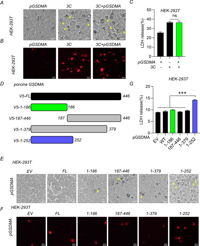 Cell morphology and LDH release assays in HEK-293T cells expressing pGSDMA and its fragments, with and without 3C. It includes brightfield and fluorescence microscopy, bar graph of LDH release, and schematic representation of GSDMA constructs.