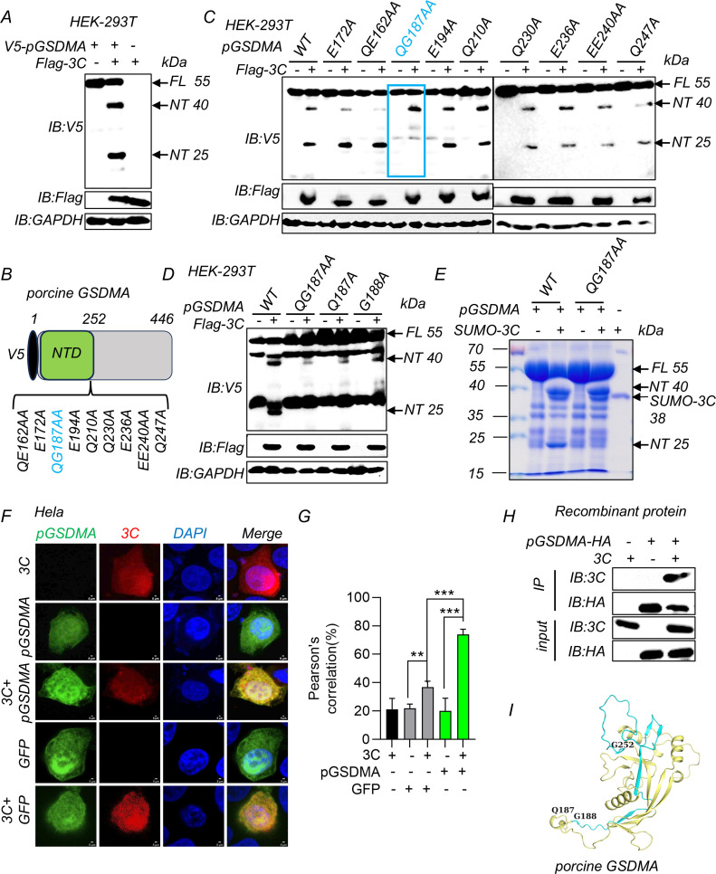 Various analyses of porcine GSDMA, including Western blots, GSDMA structure with mutation sites, fluorescence microscopy of HeLa cells, bar graph of Pearson's correlation for colocalization, and structural model.