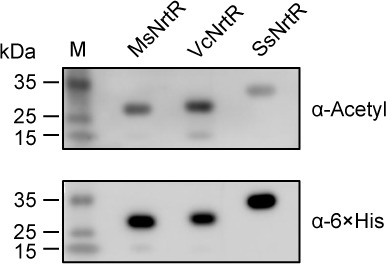 Figure 5—figure supplement 2.