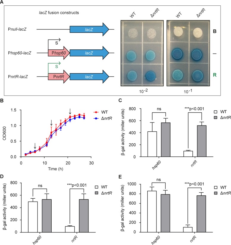 Figure 4—figure supplement 1.