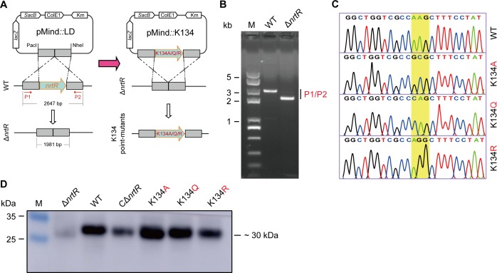 Figure 5—figure supplement 3.