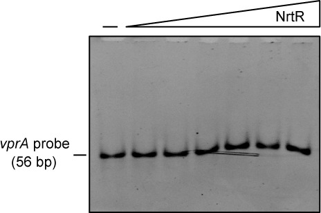 Figure 3—figure supplement 2.