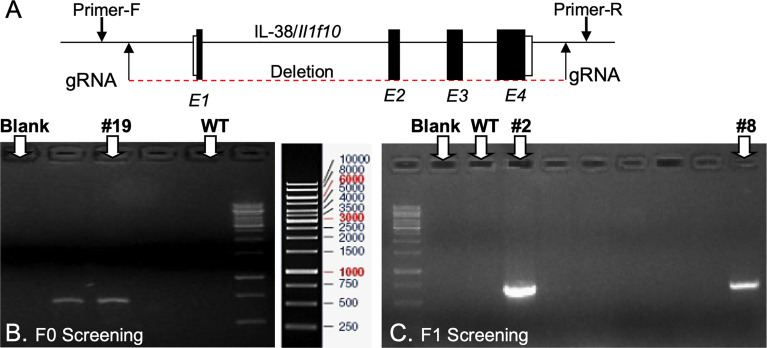 Figure 1