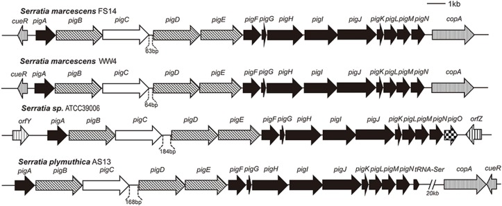 Fig 7