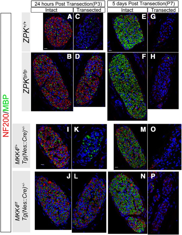 Figure 11.