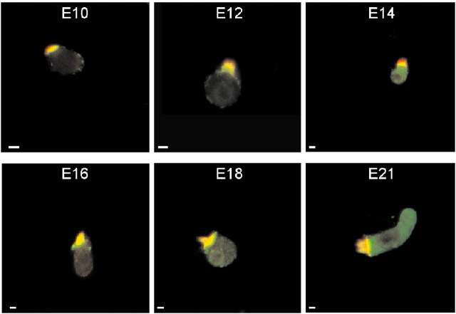 Figure 15.