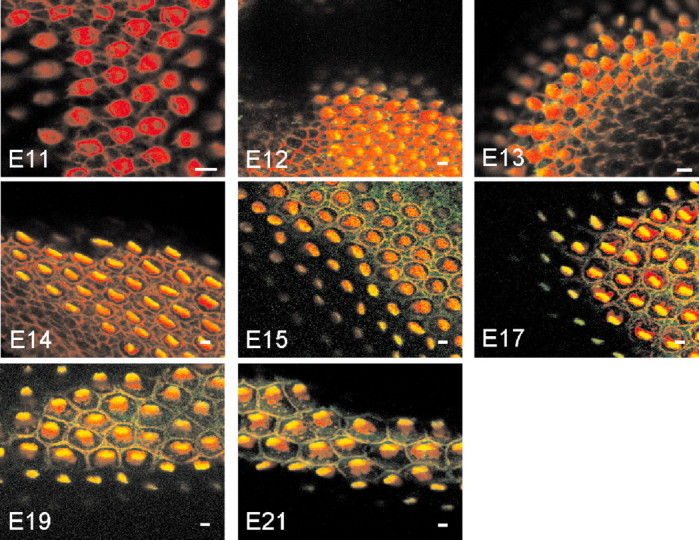 Figure 13.