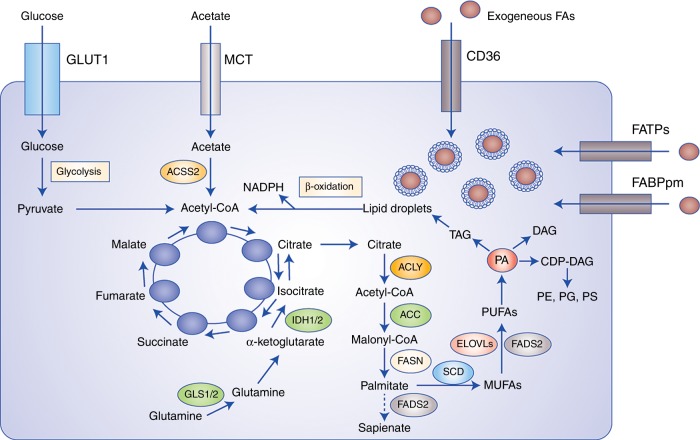 Fig. 2