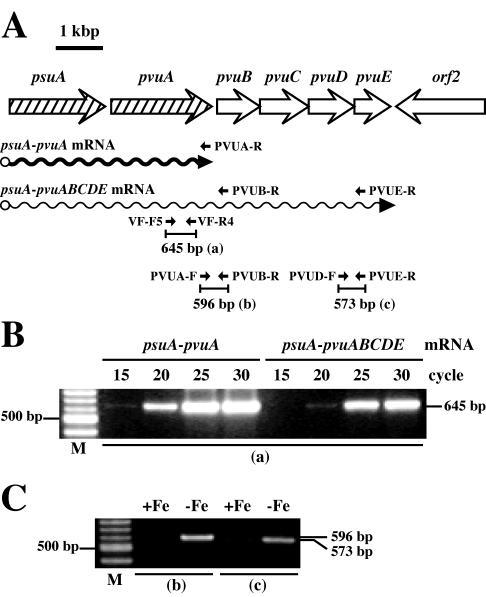 FIG. 5.