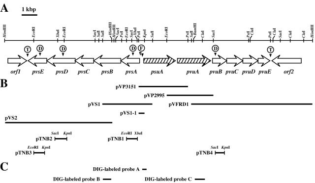 FIG. 1.