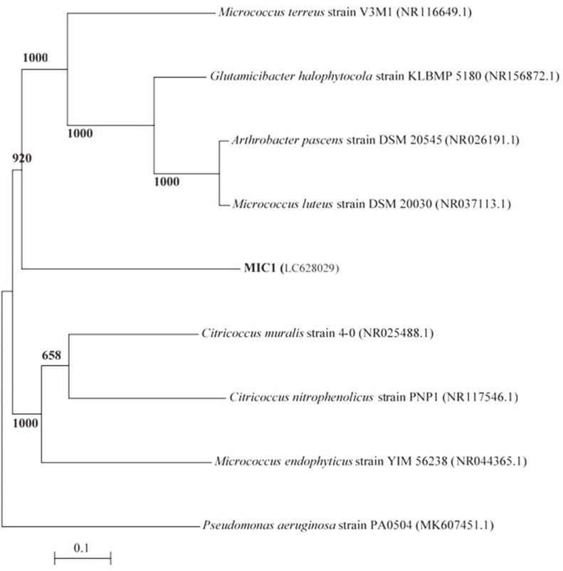 Fig. 5A