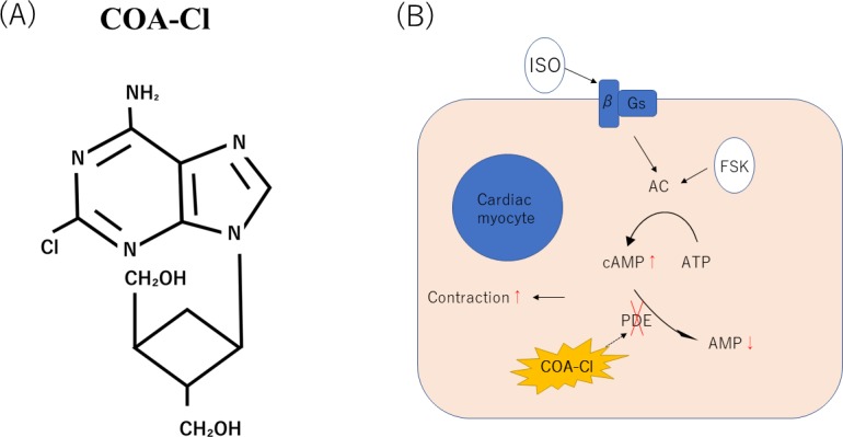 Fig 7